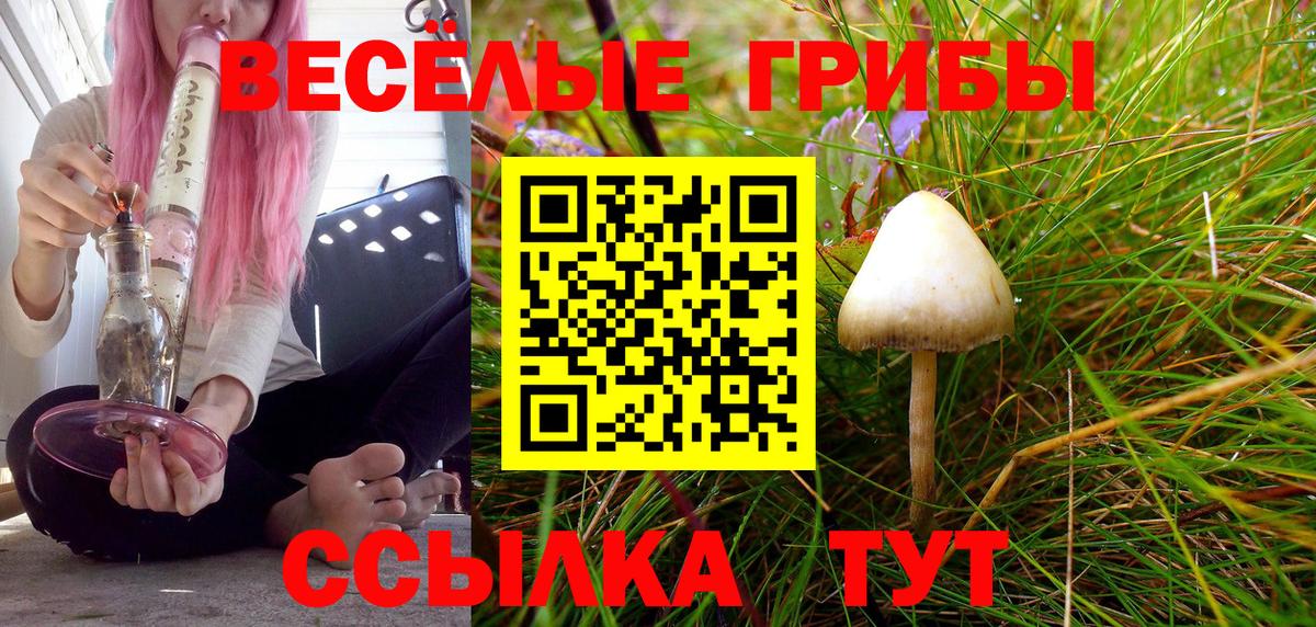 Псилоцибиновые грибы Psilocybe Кисловодск